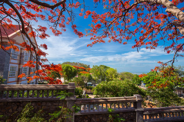 Beautiful Delonix Regia in red bloom, located at a park in VietNam