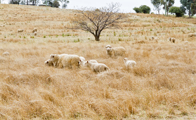 White sheep grazing grass in the field of Australia.