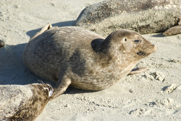 pacific coast seals