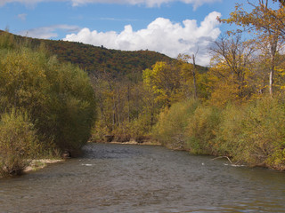 Fototapeta premium Forest river