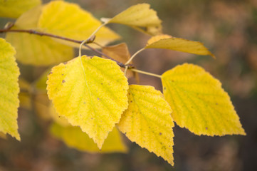 Abstract autumn background with yellow leaves