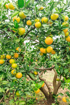 Fresh oranges grow on the tree