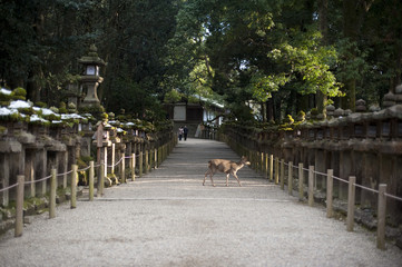 Kasuga Taisha Deer
