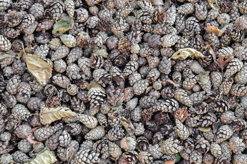 Many pine cones in the park. Background. Focus point in the middle of photo.