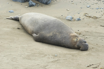 basking elephant seal