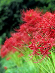 秋の彼岸花