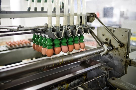 Eggs moving on the production line in the factory