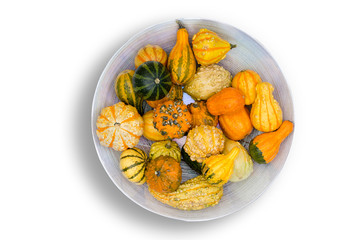 Colorful ornamental autumn gourds centerpiece