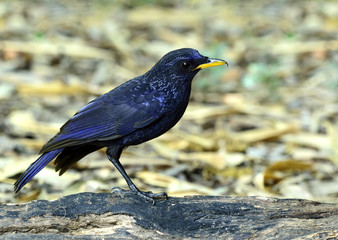 Blue whistling thrush (Myophonus caeruleus) fascinated dark blue