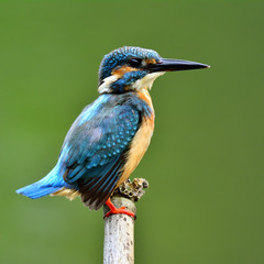 Blur face of Common Kingfisher (Alcedo atthis) Eurasian or River