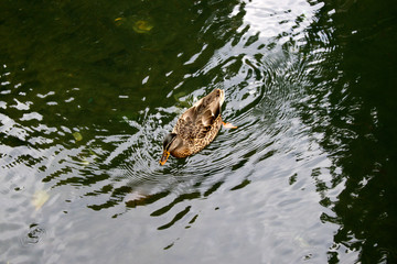 Ente auf dem Wasser