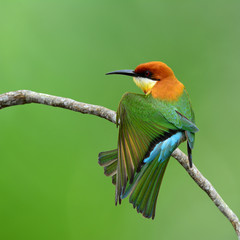 Chestnut-headed bee-eater (Merops leschenaulti) a brightly color