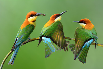 Chestnut-headed bee-eater (Merops leschenaulti) a brightly green