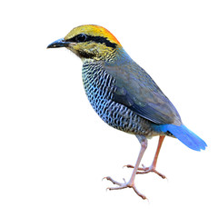Blue Pitta (Hydrornis cyaneus) Female of Blue Pitta (Hydrornis c
