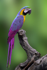 Fine purple to blue macaw parrot bird perching on the log with b © prin79