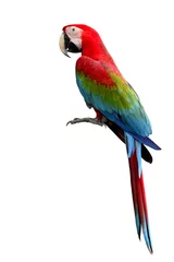 Gartenposter Papagei Grünflügel-Ara Papagei, schöne bunte Vögel mit Rot