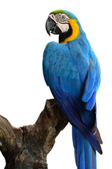 Magnificent Blue and Gold Macaw parrot bird perching on the log,