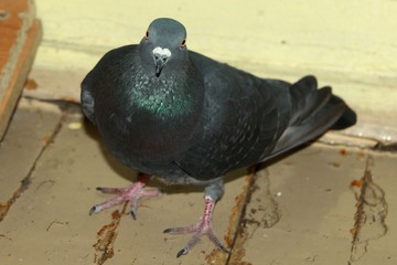 pigeon