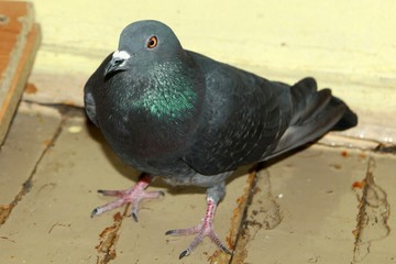pigeon