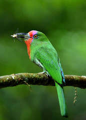 Red-bearded bee-eater (Nyctyornis amictus) beautiful green bird