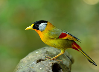 Silver-eared Mesia (Leiothrix argentauris) beautiful yellow bird