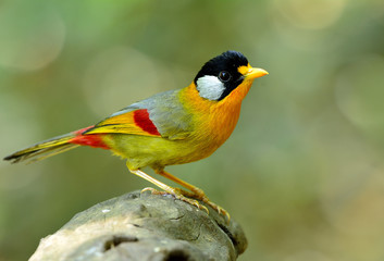 Fototapeta premium Silver-eared Mesia (Leiothrix argentauris) the beautiful yellow
