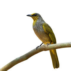 Stripe-throated or Streak-throated Bulbul (Pycnonotus finlaysoni