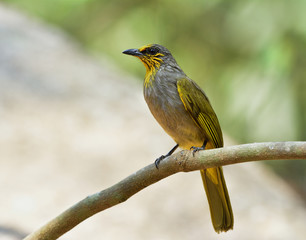 Stripe-throated or Streak-throated Bulbul (Pycnonotus finlaysoni