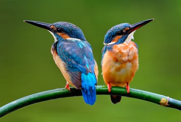 Photo sur Plexiglas Sweet pair of Common Kingfisher (Alcedo atthis) beautiful small