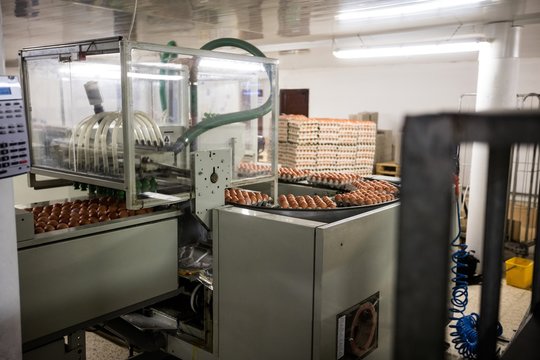 Eggs moving on the production line
