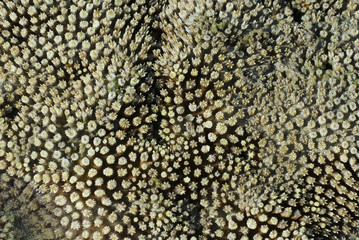 hard coral polyps