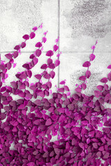 Pink Creeper Plant on the Wall