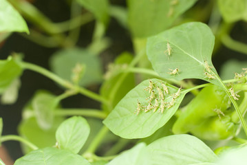 Immature Nymph Locusts