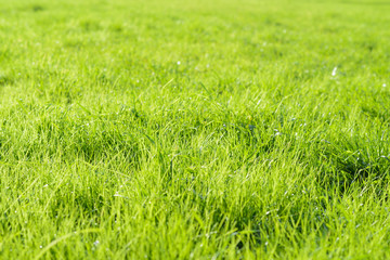 green background by fresh grass, shallow depth of field