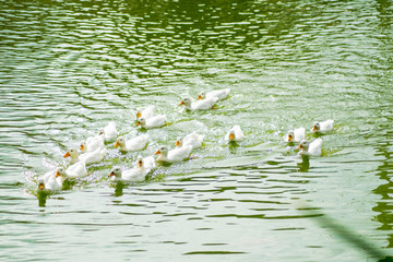 group of teal ducks swimming on water