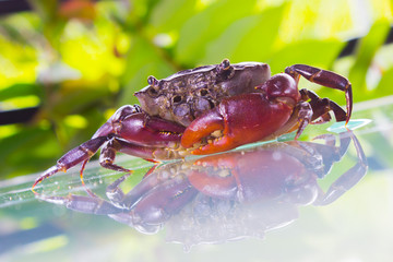  crab Folk of Thailand the countryside Is living.