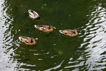 Enten auf einem Teich