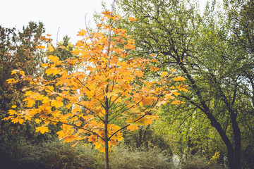 Fototapeta na wymiar Dramatic sentimental and romantic autumn colors background