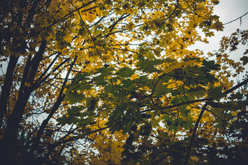 Dramatic sentimental and romantic autumn colors background