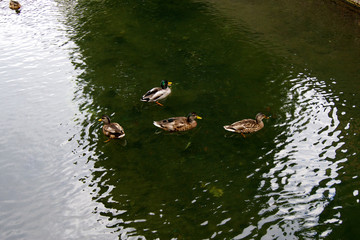 Enten auf einem Teich