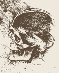 skull illustration / leonardo da vinci  [vector]