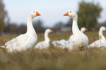 Большие белые гуси на лугу © vasilaleksandrov