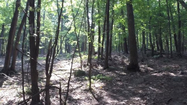 Jeep trails in woods, a drive through a wooded trail, off road.