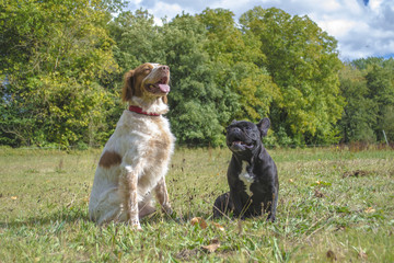 Epagneul breton y bulldog francés