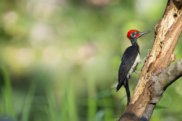 Beautiful bird,woodpecker  White-bellied woodpecker( Dryocopus j