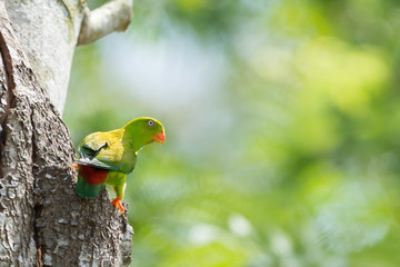 Parrot bird .Vernal Hanging Parrot ( Loriculus vernalis ) with sunrise background