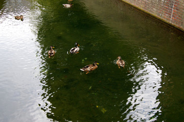 Enten auf einem Teich