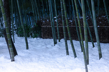 Obraz premium lying snow and bamboo grove, Kyoto Japan 雪の竹林