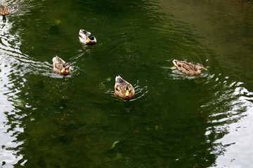 Enten auf einem Teich