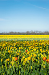 Sunny field with multi colored flowering tulip bulbs